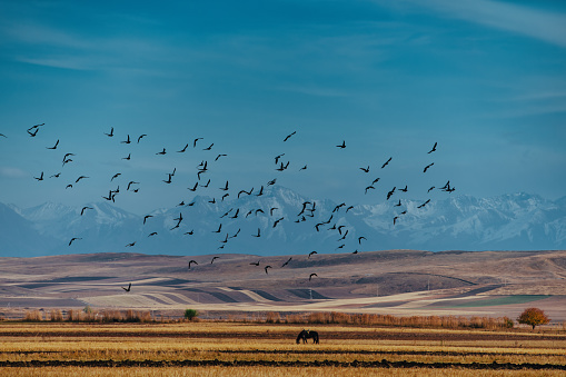 Beautiful rural landscape with birds flying over pasture on mountains background, Kyrgyzstan