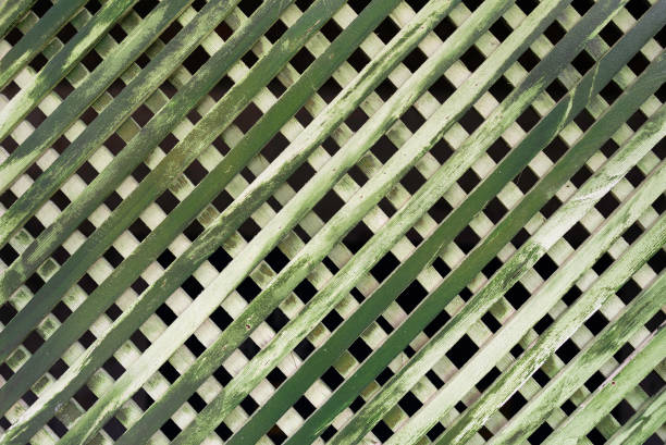 Green wooden background.