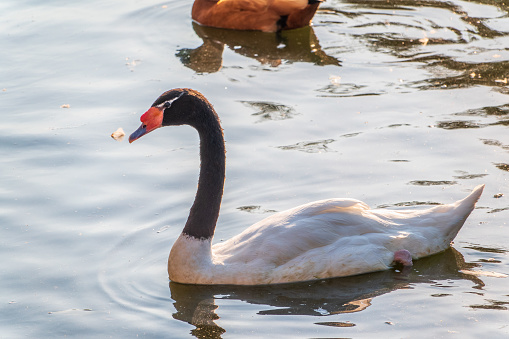 The black-necked swan, Cygnus melancoryphus, is a swan that is the largest waterfowl native to South America. The body plumage is white with a black neck and head and greyish bill and white stripe behind eye.