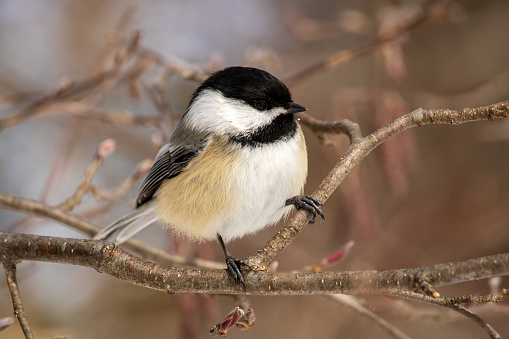 A black-capped chickadee during the early spring.