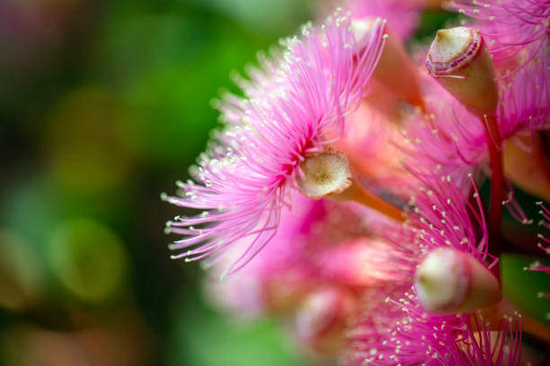 istock Closeup beautiful Gum tree flowers and buds, background with copy space 2149573014