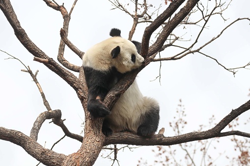 Funny Pose of Female Panda, Bai Tian , playing on the Tree, Beijing, China