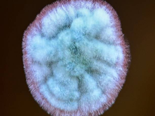 istock Microscopic image of fungus growth 2149573589