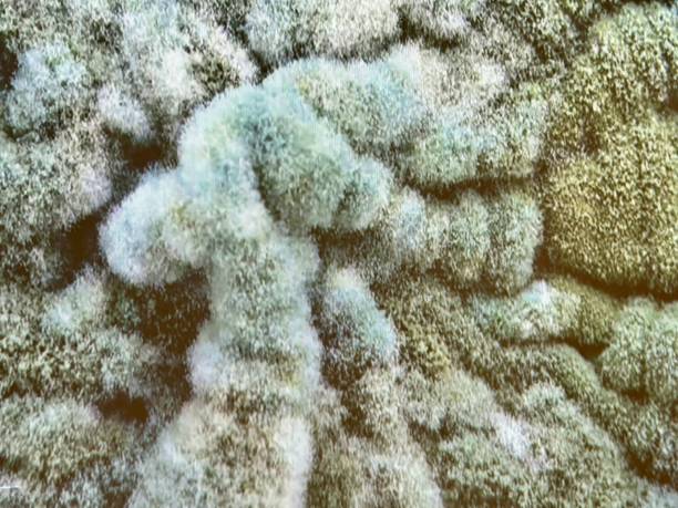 istock Microscopic image of fungus growth 2149573608