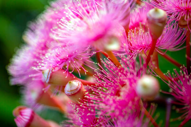 istock Closeup beautiful Gum tree flowers and buds, background with copy space 2149573635