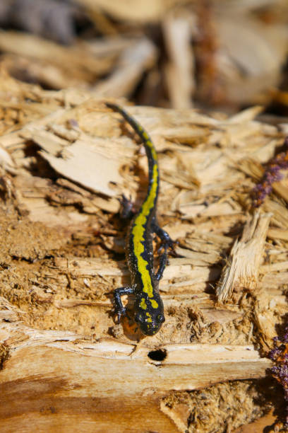 istock Wild long-toed salamander in Idaho 2149574880