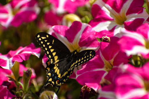 Close-up of Pink and White Petunia Flowers with a Black Swallowtail Butterfly