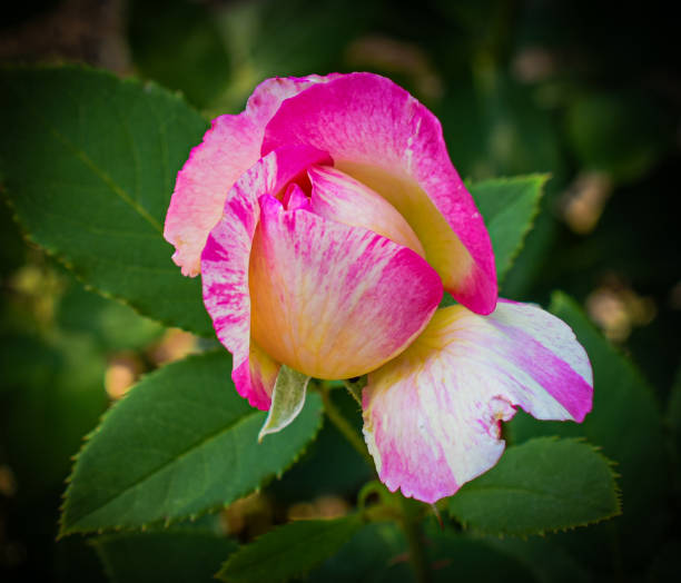 Close-up of a single Pink and White Two Toned Rose Flower in a Spring Garden