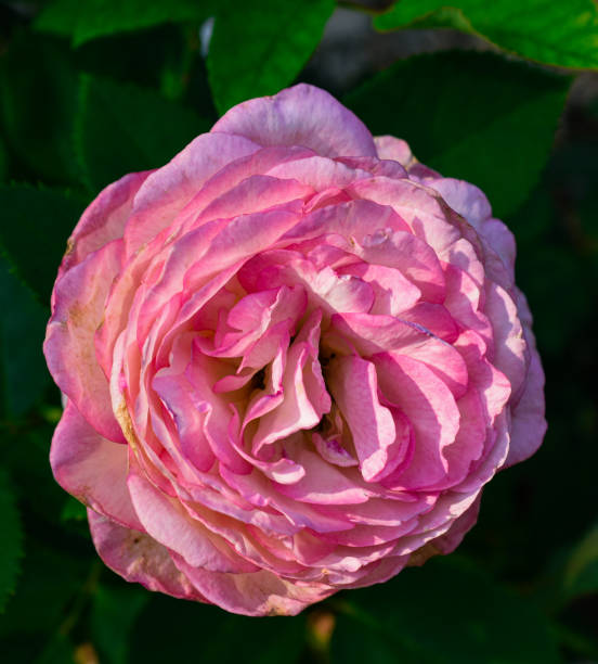 istock Close-up Pink Rose Flower Spring Garden 2149575150