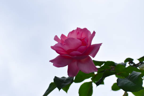 Wide Angle Bright Pink Rose Flower Against Dull Sky in a Spring Garden