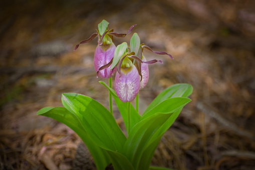 Close-up of Three Lady Slipper Orchids Bunched together in a Forest