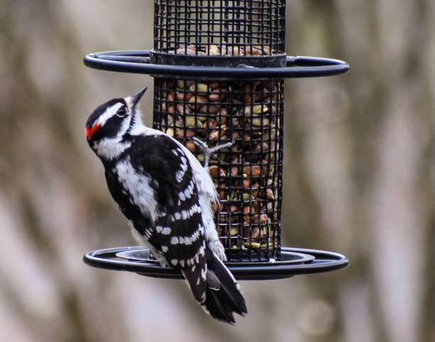 Cute downy woodpecker on a metal bird feeder