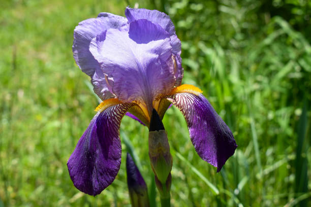 Close-up of a single Purple Bearded Iris Flower in a Spring Garden