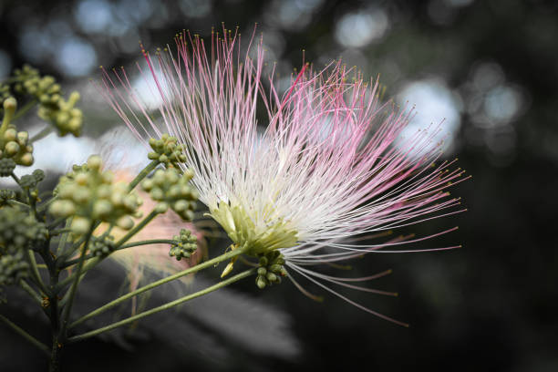 istock Close-up Pink White Mimosa Tree Flower Summer 2149575223