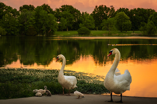 View of two swans looking after their cygnets browsing in grass at sunset; gold colored lake and dark silhouettes of trees in background