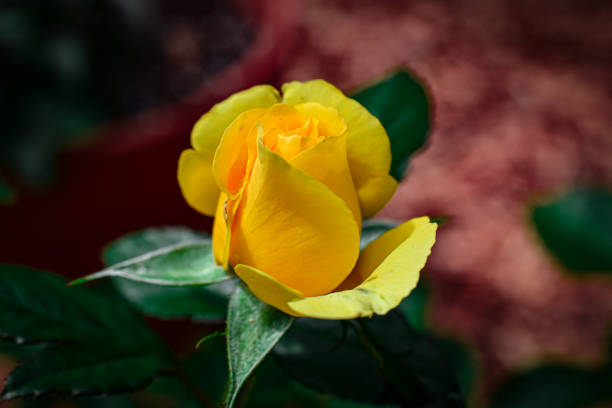 Close-up of a single Bright Yellow Rose Flower in a Spring Garden