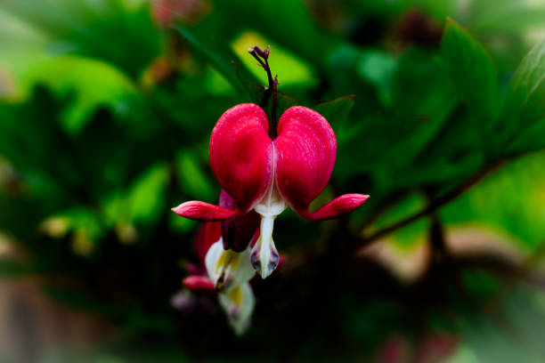 Lamprocapnos spectablilis , bleeding heart is a species of flowering plant in the poppy family, native to Siberia, northern China, Korea and Japan. Other common names include lyre flower, heart flower and lady-in-a-bath.