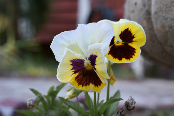 Pansy in bloom