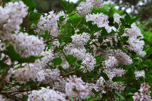 istock Wide Angle Lush Lilac Flower in Bloom Spring Garden 2149575329