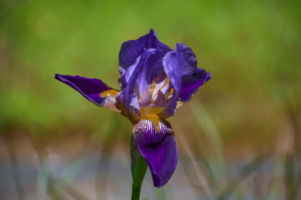 Wide Angle photo of a Purple Bearded Iris Flower in a Spring Garden