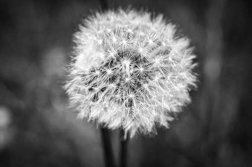 Grayscale close-up of a Dandelion Puff