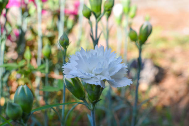 Close-up of a single White Dianthus Flower in a spring garden