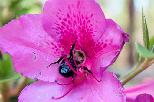Close-up of a Bumblebee on a pink Azalea Bloom in summer