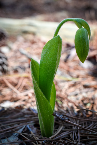 Close-up of a Young Lady Slipper Orchid in a nearby Forest