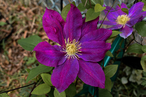 Close-up of a single Dark Purple Clematis Vine Flower in a Spring Garden