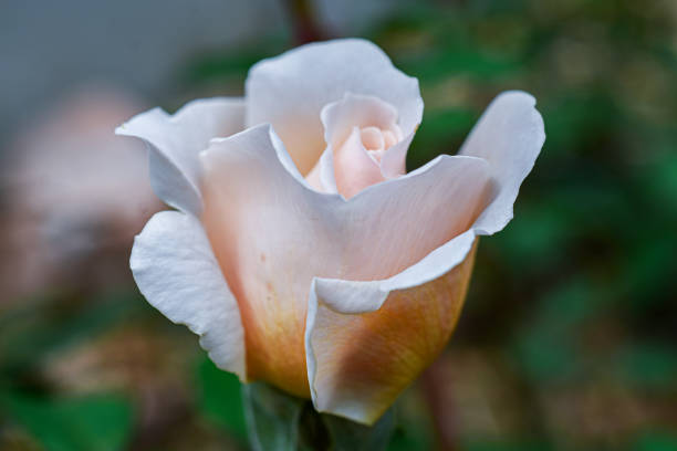 A truly perfect rose with no imperfections macro close up. Blemish free pink and peach colored rose.  In front of a white background with copy space.
