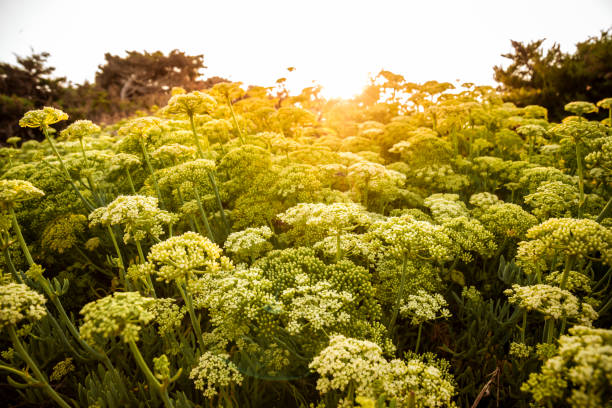 landscape with a multitude of green flowers in the natural light of the sunset