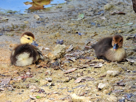 Muscovy Ducks - young ducks