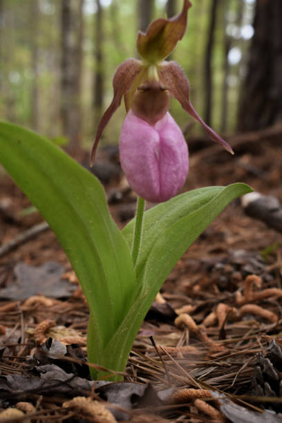 istock Close-Up Lady Slipper Orchid Flower Spring Forest 2149576929