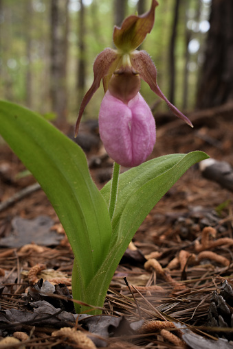 Close-Up Lady Slipper Orchid Flower Spring Forest