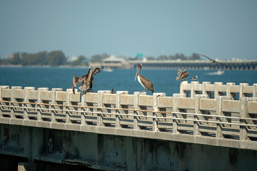 Wild pelican water bird perching on railing in front of Sunshine Skyway Bridge over Tampa Bay in Florida. Wildlife in Southern USA.