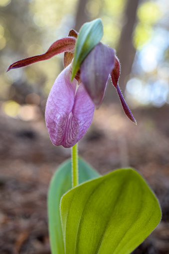 Close-Up Lady Slipper Orchid in Forest