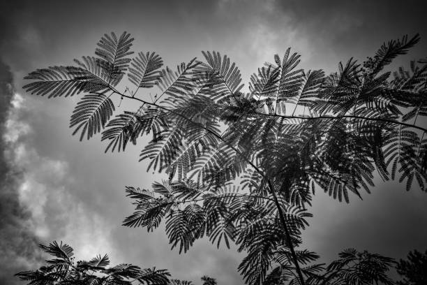 istock Wide Angle Grayscale Mimosa Tree Leaves Summer Garden 2149577197