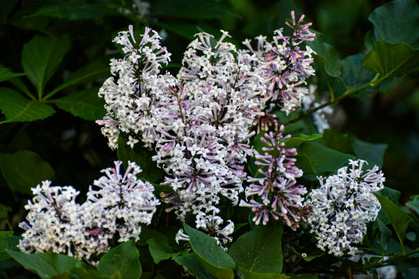 istock Close-Up Lilac Bush Flowers Spring Garden 2149577227