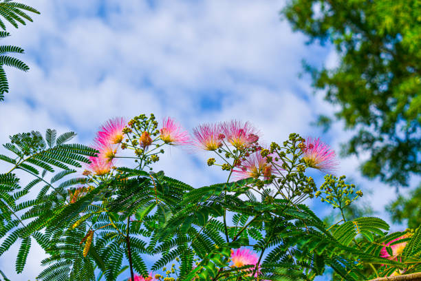 Wide Angle Mimosa Tree Flowers Summer Garden