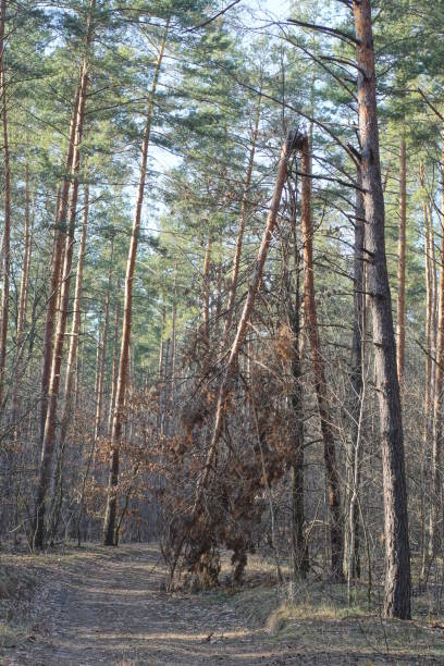 one brown broken pine tree in the forest among green vegetation in the summer forest