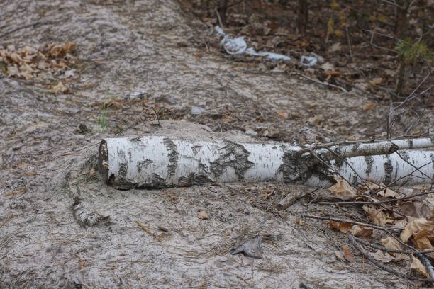 one old white fallen birch tree lies on the gray ground in nature