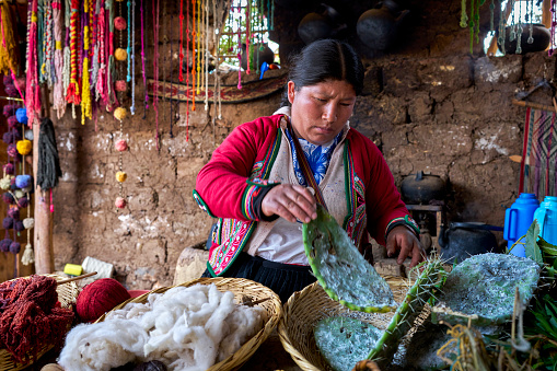Indigenous woman weaver from the Peruvian town of Chinchero working with plants and vegetables to create colors for textiles made with alpaca animal hair