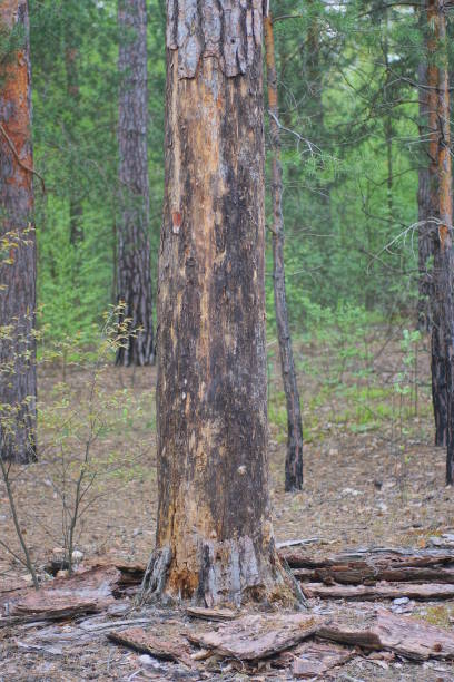 istock one sick brown pine with dry fallen bark 2149577662