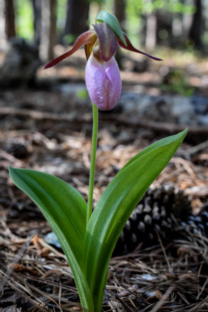 Close-up Pink Lady Slipper Orchid in Forest