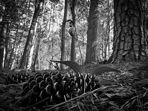 Low Angle Grayscale photo of a Forest Floor with Pinecones and a Lady Slipper Orchid and Trees in the Background