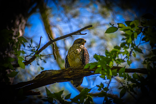 Juvenile Red Shouldered Hawk Perched on a Branch in a nearby forest Side Eying the Camera