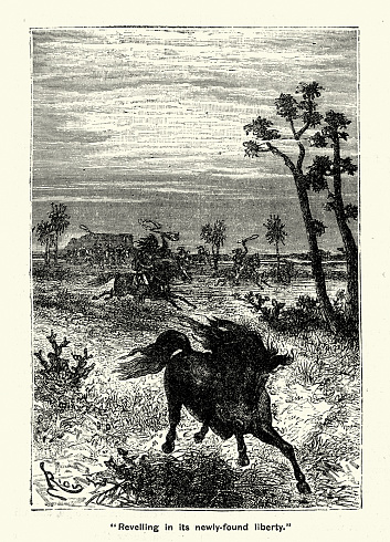 Vintage illustration Cowboys trying to lasso a runaway horse, American Wild West, 1880s, 19th Century