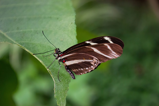 Long-winged zebra butterfly or zebra heliconias with folded wings . Heliconius charithonia. Lepidopterology.