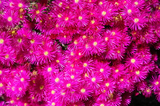 istock Flower of the Sun 2149578037