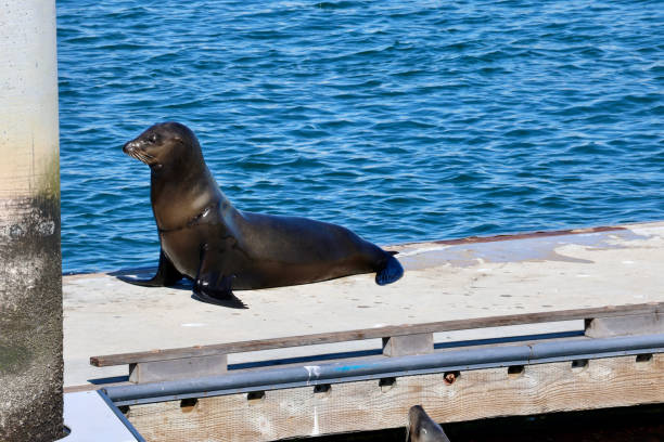 istock Seal and sea lions on a floating platform 2149578202